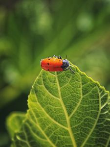 Preview wallpaper bug, leaf, macro, insect, red