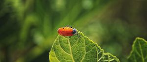 Preview wallpaper bug, leaf, macro, insect, red