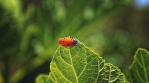 Preview wallpaper bug, leaf, macro, insect, red