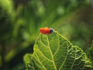 Preview wallpaper bug, leaf, macro, insect, red