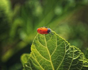 Preview wallpaper bug, leaf, macro, insect, red