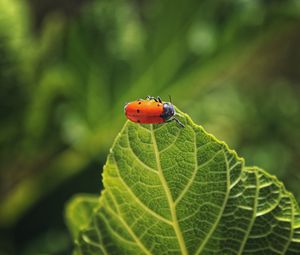 Preview wallpaper bug, leaf, macro, insect, red