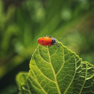 Preview wallpaper bug, leaf, macro, insect, red