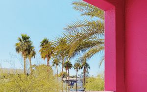 Preview wallpaper building, architecture, window, palm trees, tropics, pink