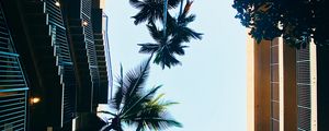 Preview wallpaper building, bottom view, palm tree, sky