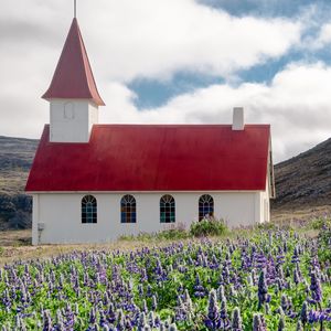 Preview wallpaper building, church, roof, lavender, flowers, field