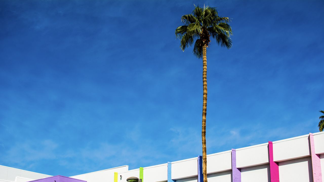Wallpaper building, colorful, palm tree, minimalism