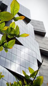 Preview wallpaper building, facade, architecture, leaves, branches