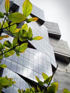 Preview wallpaper building, facade, architecture, leaves, branches