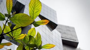 Preview wallpaper building, facade, architecture, leaves, branches