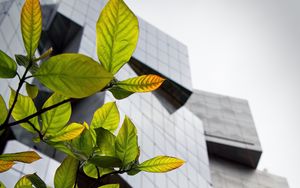 Preview wallpaper building, facade, architecture, leaves, branches