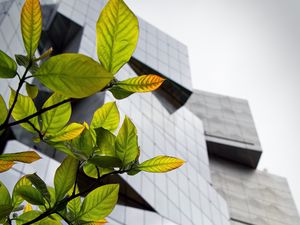 Preview wallpaper building, facade, architecture, leaves, branches