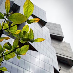 Preview wallpaper building, facade, architecture, leaves, branches