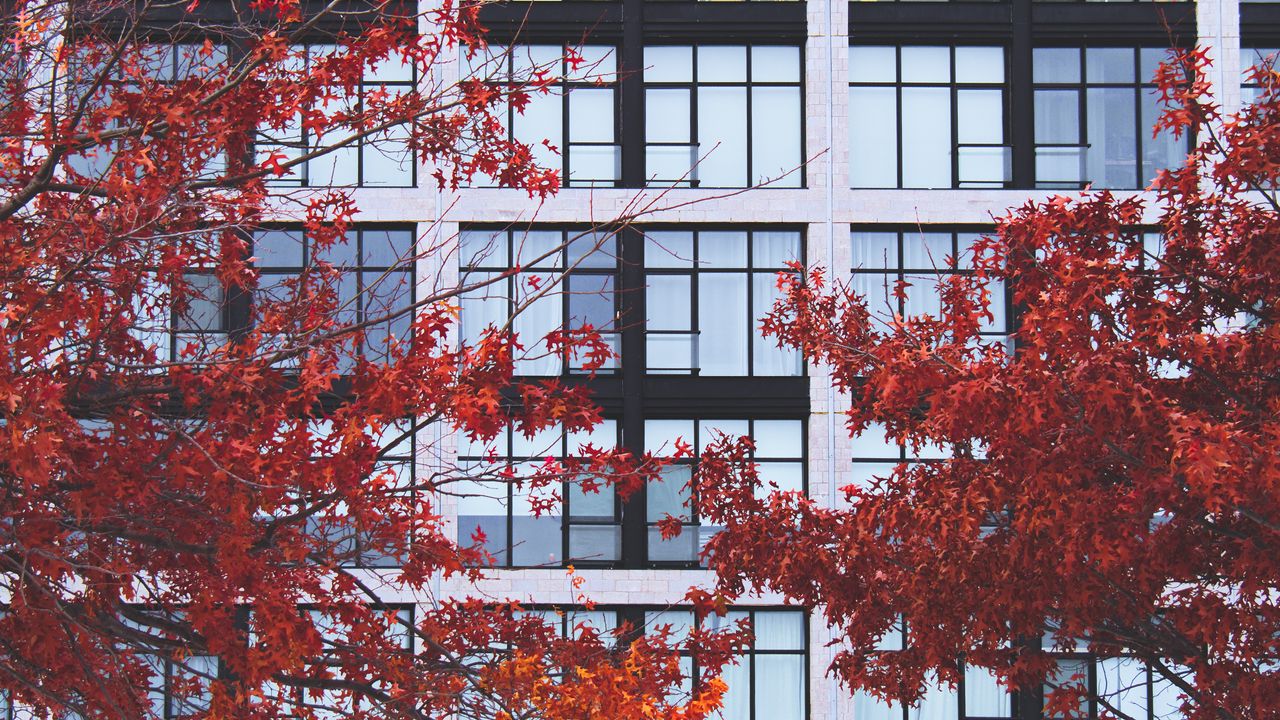 Wallpaper building, facade, branches, autumn