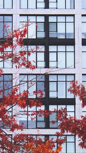 Preview wallpaper building, facade, branches, autumn