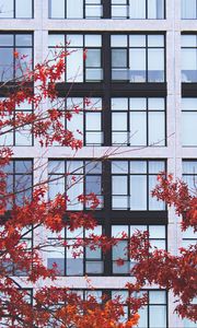 Preview wallpaper building, facade, branches, autumn