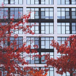 Preview wallpaper building, facade, branches, autumn