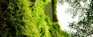 Preview wallpaper building, fern, plants, bushes, green