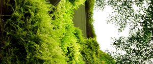 Preview wallpaper building, fern, plants, bushes, green