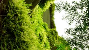 Preview wallpaper building, fern, plants, bushes, green