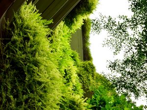 Preview wallpaper building, fern, plants, bushes, green