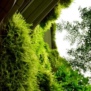 Preview wallpaper building, fern, plants, bushes, green