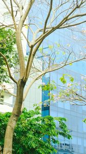 Preview wallpaper building, glass, tree, branches, leaves, light