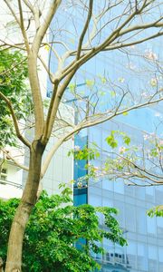 Preview wallpaper building, glass, tree, branches, leaves, light