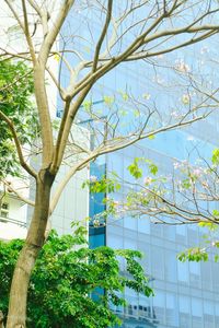 Preview wallpaper building, glass, tree, branches, leaves, light