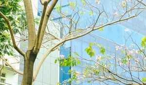 Preview wallpaper building, glass, tree, branches, leaves, light