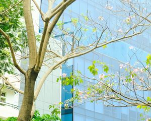 Preview wallpaper building, glass, tree, branches, leaves, light