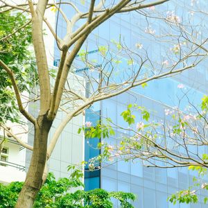 Preview wallpaper building, glass, tree, branches, leaves, light