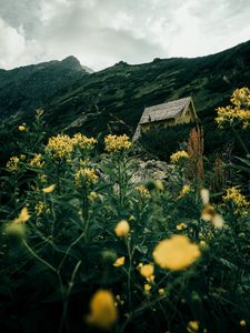 Preview wallpaper building, grass, flowers, hills, slope, sky