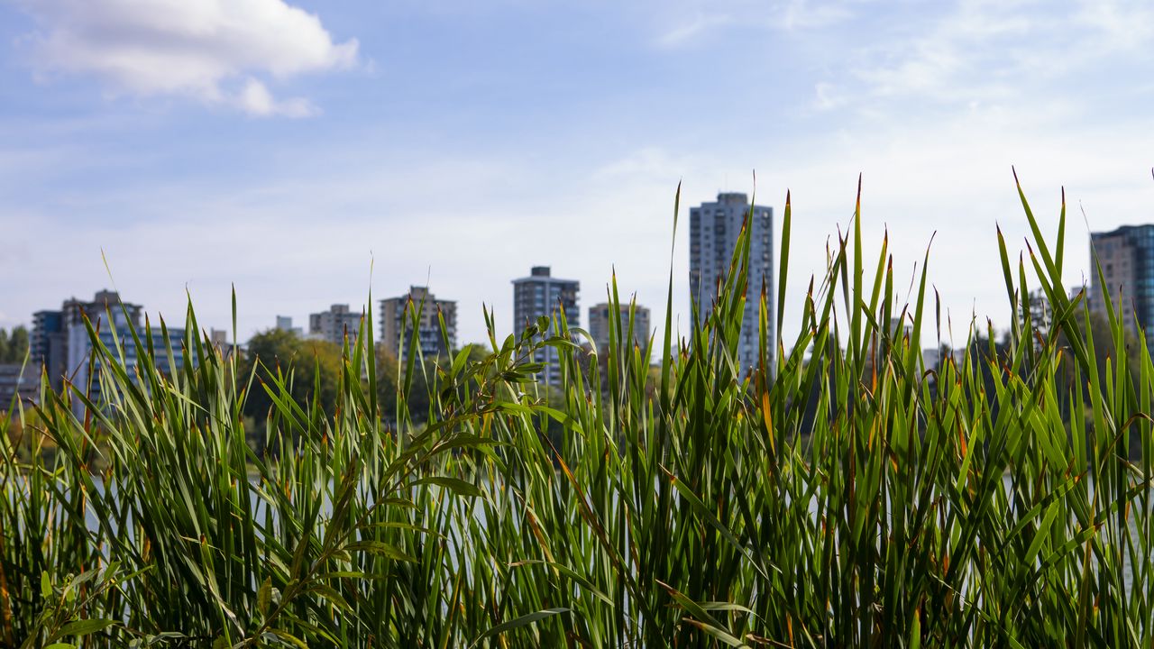 Wallpaper building, grasses, city, plant
