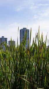 Preview wallpaper building, grasses, city, plant