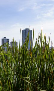 Preview wallpaper building, grasses, city, plant