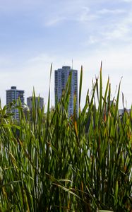 Preview wallpaper building, grasses, city, plant