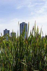 Preview wallpaper building, grasses, city, plant