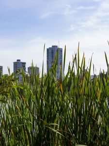 Preview wallpaper building, grasses, city, plant