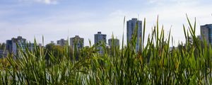 Preview wallpaper building, grasses, city, plant