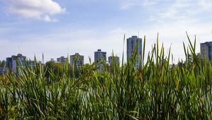 Preview wallpaper building, grasses, city, plant