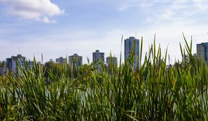 Preview wallpaper building, grasses, city, plant