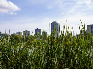 Preview wallpaper building, grasses, city, plant