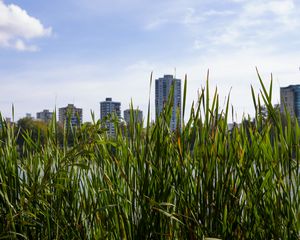 Preview wallpaper building, grasses, city, plant