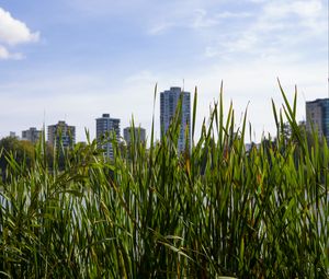 Preview wallpaper building, grasses, city, plant