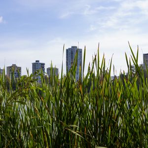 Preview wallpaper building, grasses, city, plant