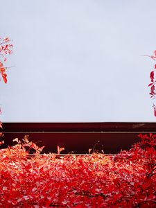 Preview wallpaper building, ivy, plant, red, autumn