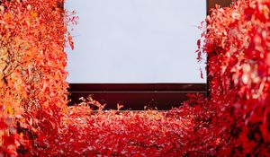 Preview wallpaper building, ivy, plant, red, autumn