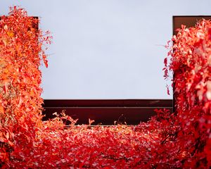 Preview wallpaper building, ivy, plant, red, autumn