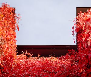 Preview wallpaper building, ivy, plant, red, autumn